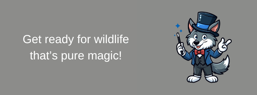 get ready for wildlife that's pure magic